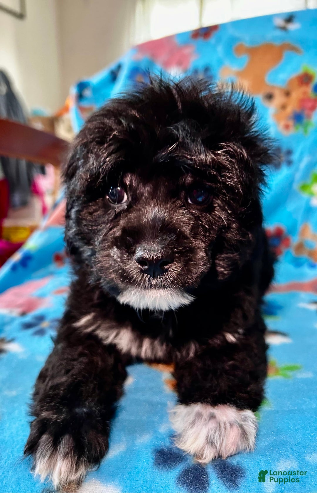 Shihpoo dogs for sale: Duke - Image 1