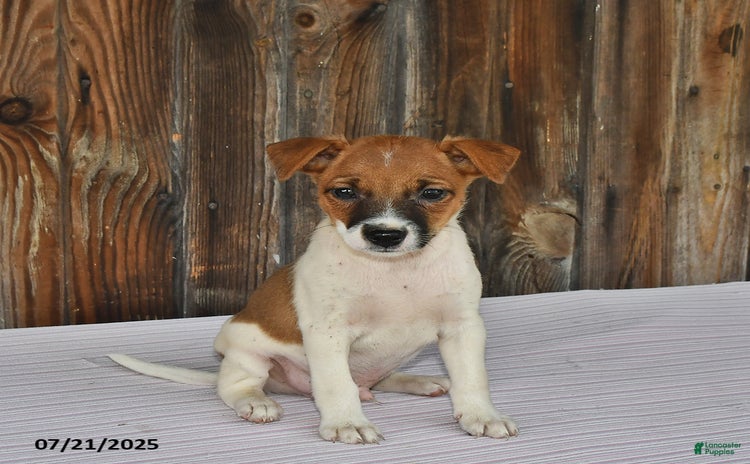 Jack Russell Terrier dogs for sale - Ad 3