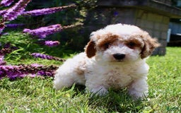 Miniature Poodle dogs for sale: Charlie - Image 11