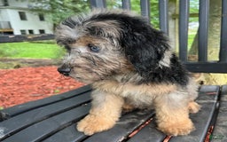 Mini Aussiedoodle dogs for sale: Canary - Image 28