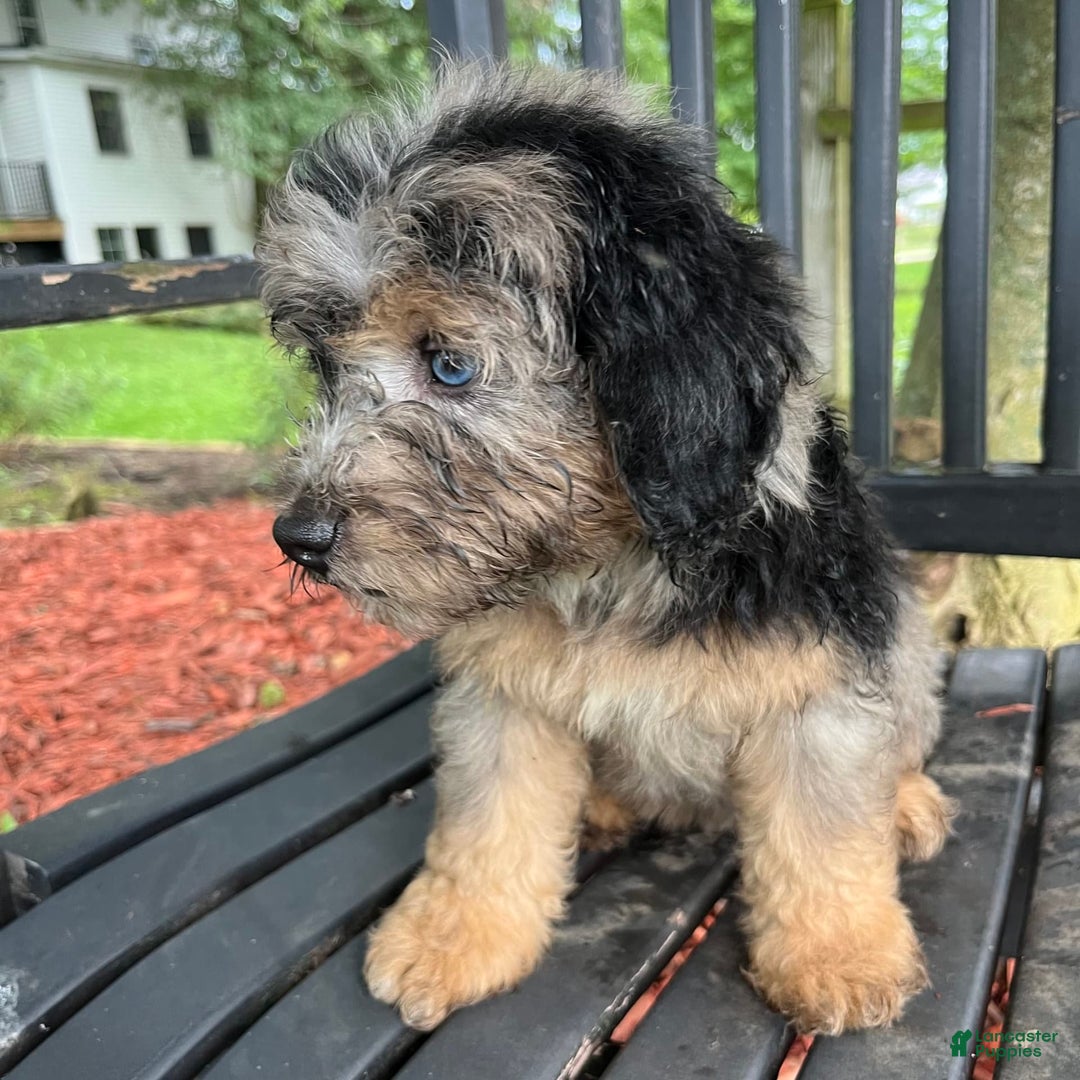 Mini Aussiedoodle dogs for sale: Canary - Image 28
