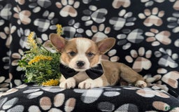 Welsh Corgi Pembroke dogs for sale: Kemper - Image 2
