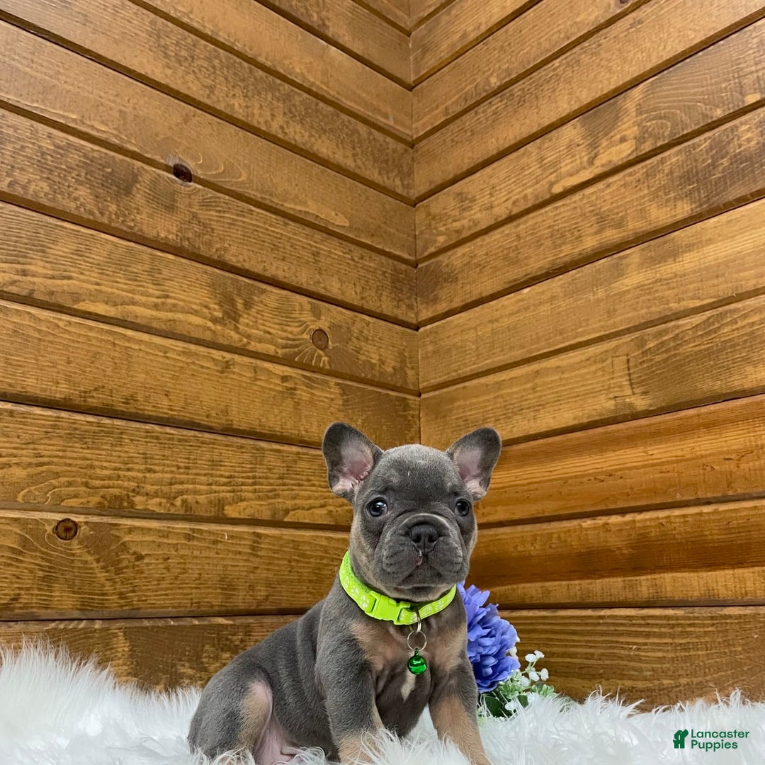 French Bulldog dogs for sale: Ryder - Image 7