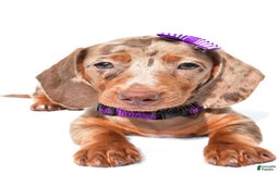 Miniature Dachshund dogs for sale: Grace - Image 7
