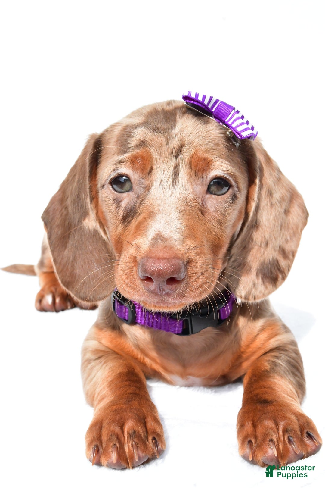 Miniature Dachshund dogs for sale: Grace - Image 7