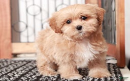 Shihpoo dogs for sale: Lavender - Image 1