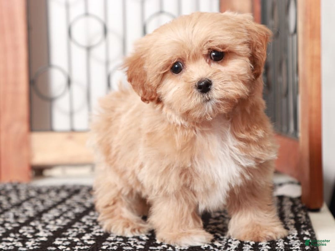 Shihpoo dogs for sale: Lavender - Image 1
