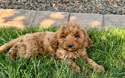 Cockapoo dogs for sale: Glenna - Image 6