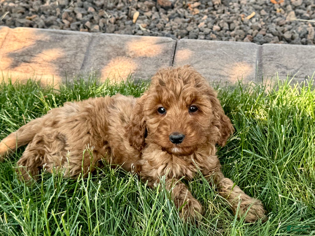 Cockapoo dogs for sale: Glenna - Image 6