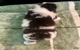 Australian Shepherd dogs for sale: Sailor - Image 5