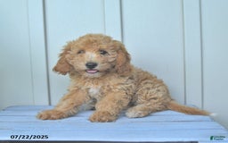 Mini Goldendoodle dogs for sale: Moxie - Image 3
