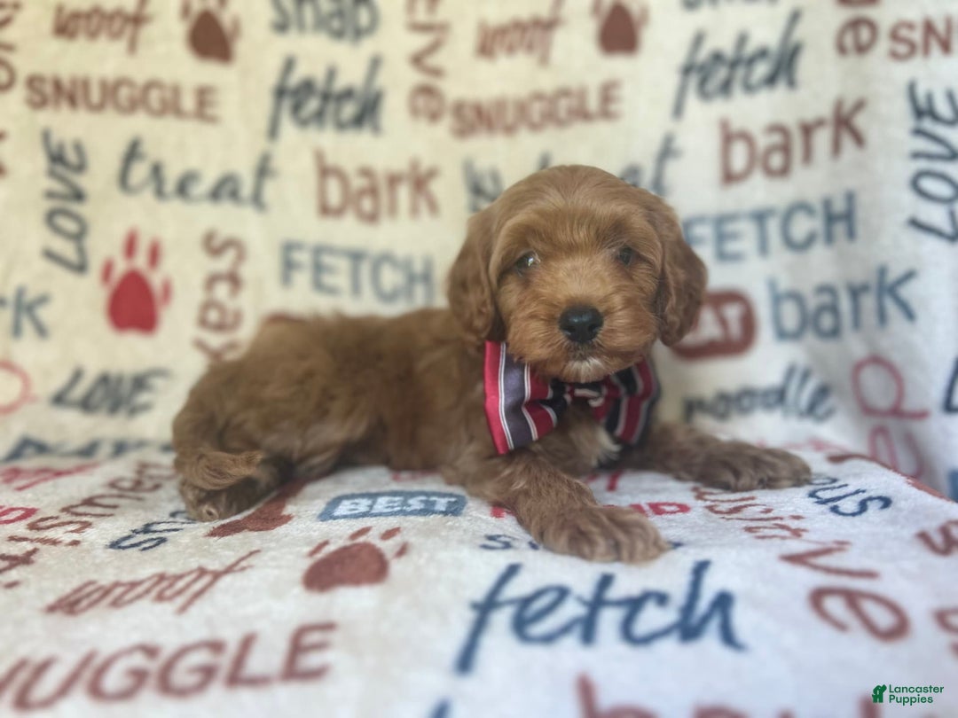 Cavapoo dogs for sale: Trooper - Image 1