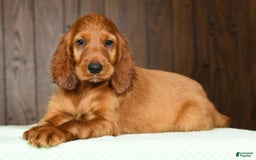 Irish Setter dogs for sale: Maizey - Image 9