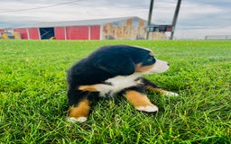 Bernese Mountain Dog dogs for sale: Bernese Mountain Dog 8 puppies - Image 10