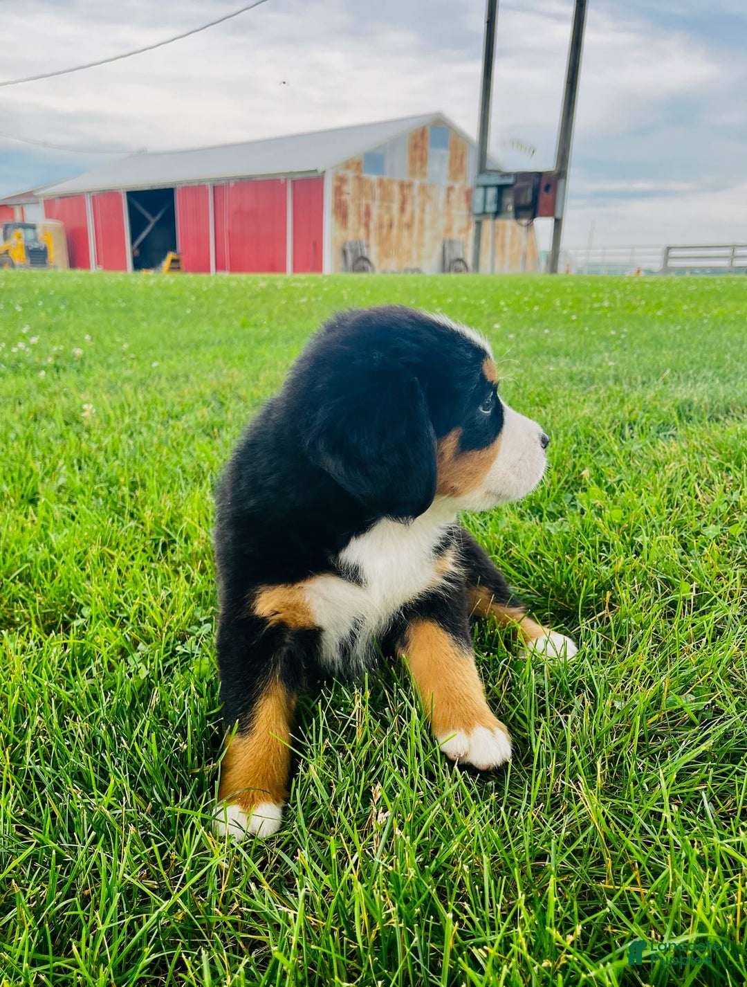 Bernese Mountain Dog dogs for sale: Bernese Mountain Dog 8 puppies - Image 10