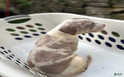 American Bully dogs for sale: Hot Head / Deja Vu - Image 12