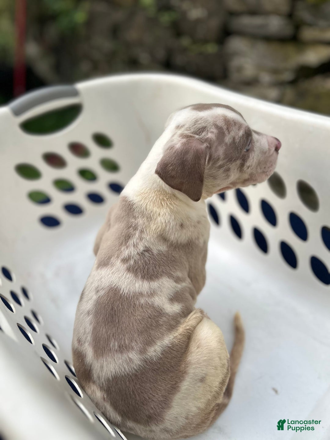 American Bully dogs for sale: Hot Head / Deja Vu - Image 12