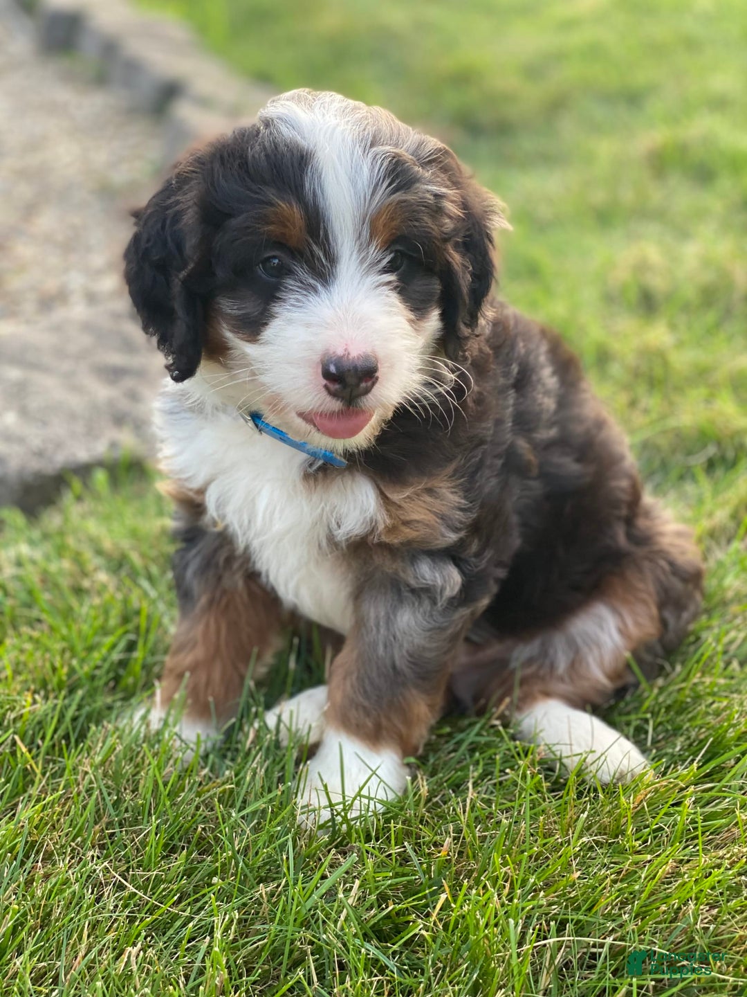 Mini Bernedoodle dogs for sale: Lincoln - Image 3