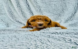 Toy Poodle dogs for sale: Pure Breed Toy Poodle Girl - Image 4