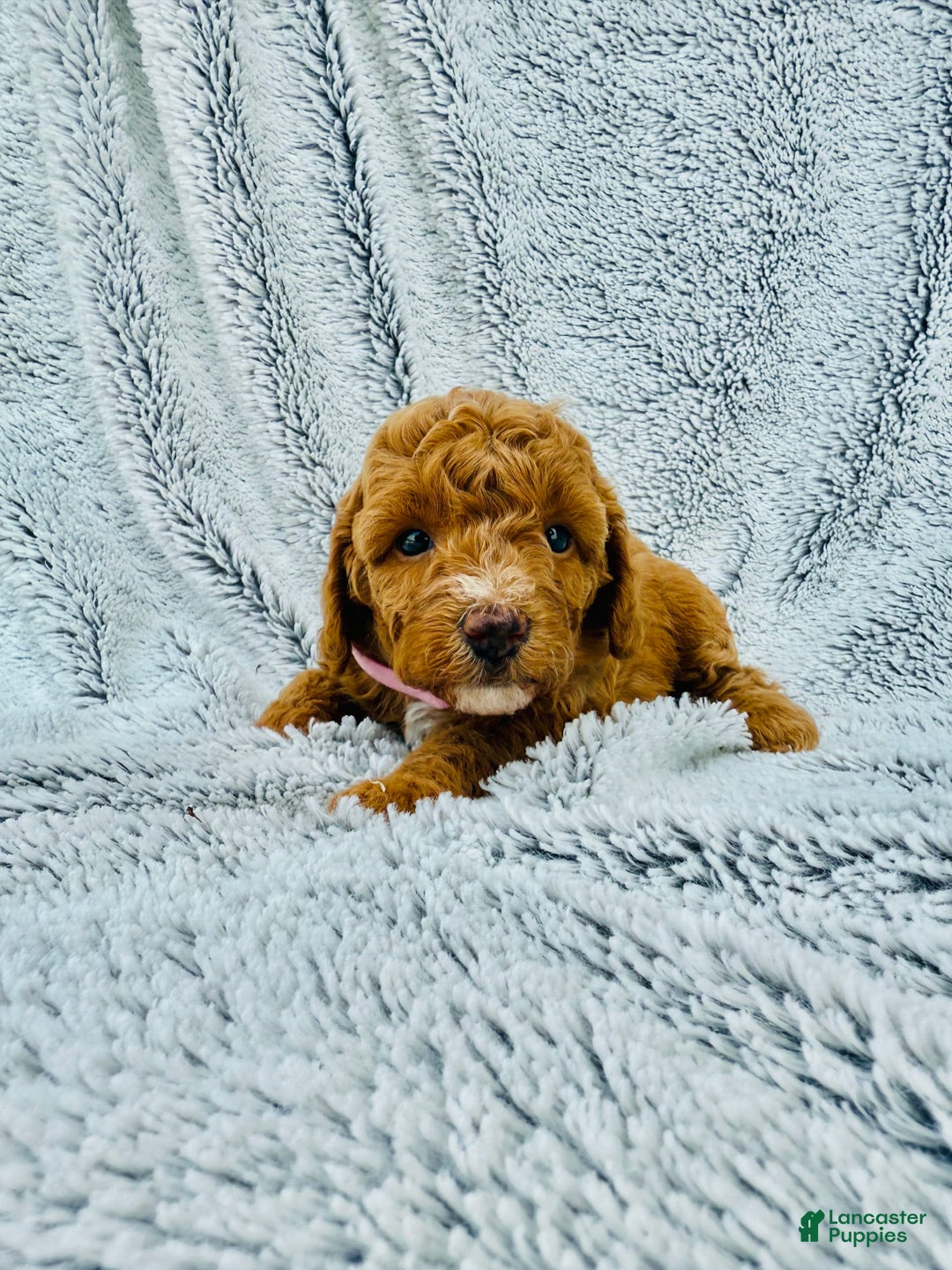Toy Poodle dogs for sale: Pure Breed Toy Poodle Girl - Image 4