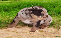 English Bulldog dogs for sale: Stoney - Image 9