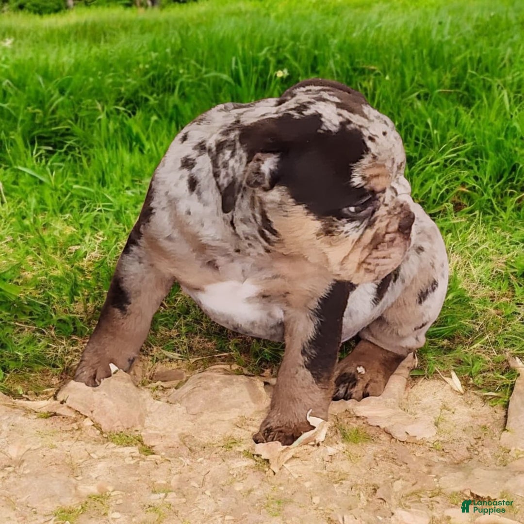 English Bulldog dogs for sale: Stoney - Image 9