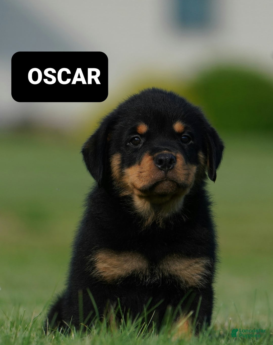 Rottweiler dogs for sale: Oscar - Image 5