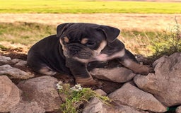 English Bulldog dogs for sale: Blue - Image 6
