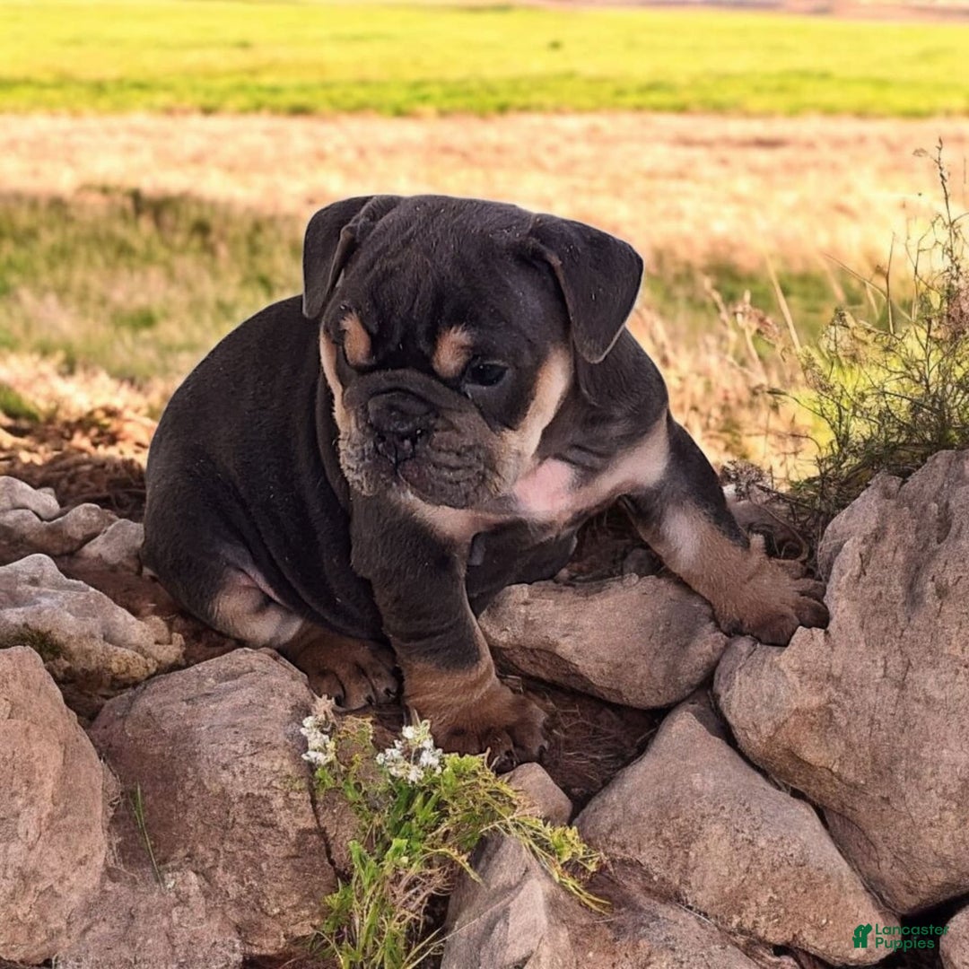 English Bulldog dogs for sale: Blue - Image 6