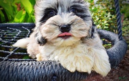 Havapoo dogs for sale: Elvis - Image 7