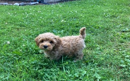 Cockapoo dogs for sale: Buster - Image 2