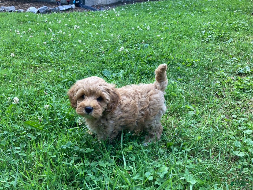Cockapoo dogs for sale: Buster - Image 2
