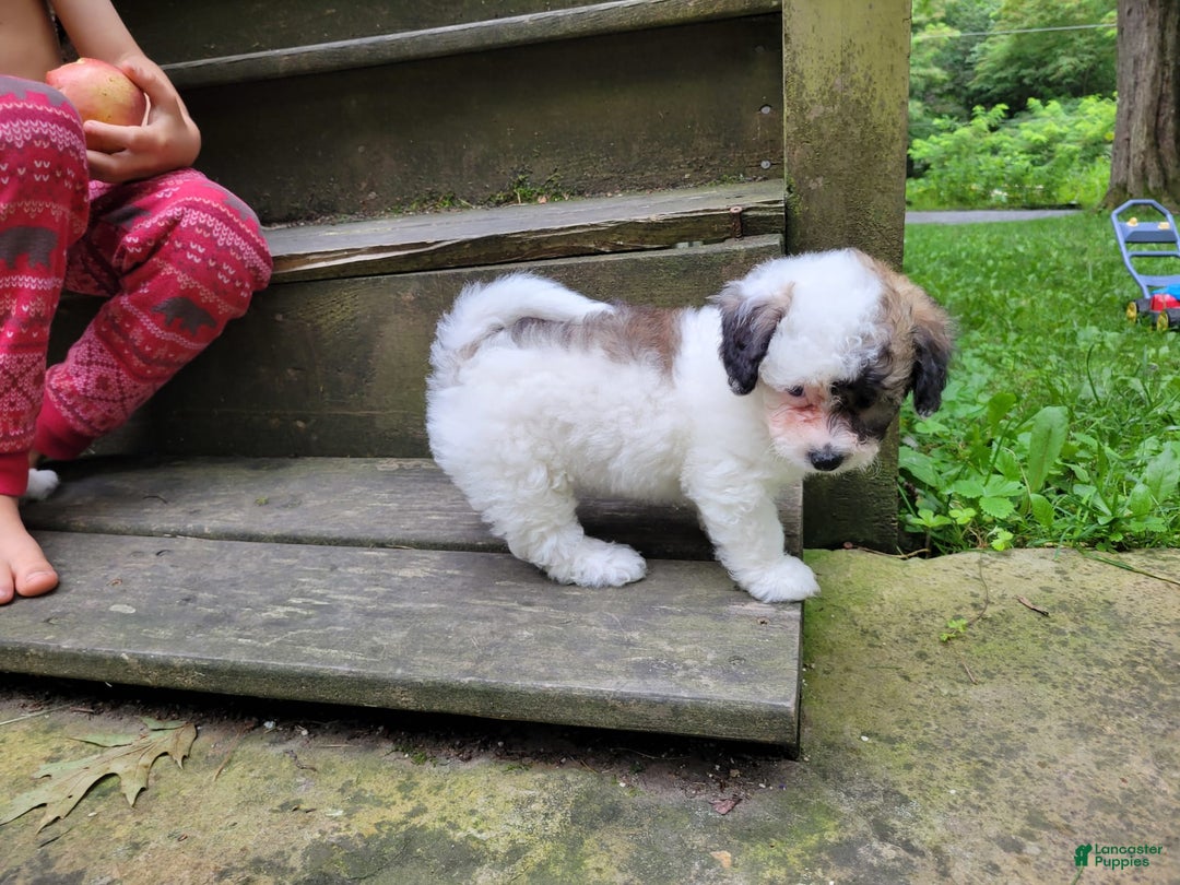 Bichpoo dogs for sale: Wanda - Image 3