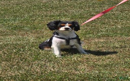 Cavalier King Charles Spaniel dogs for sale: Drake small Blenheim colored male - Image 16