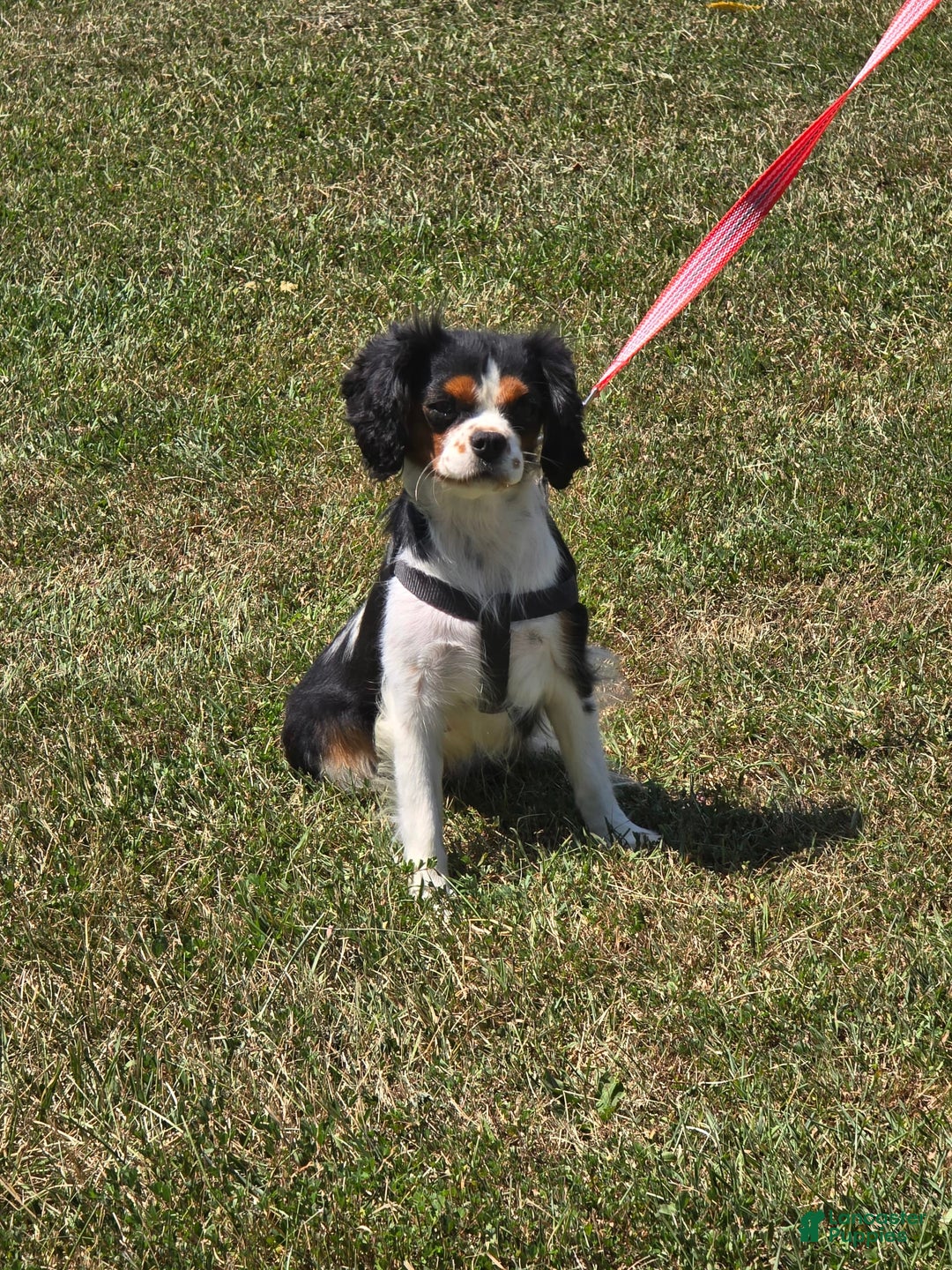 Cavalier King Charles Spaniel dogs for sale: Drake small Blenheim colored male - Image 16