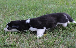 Alaskan Malamute dogs for sale: Luna - Image 5