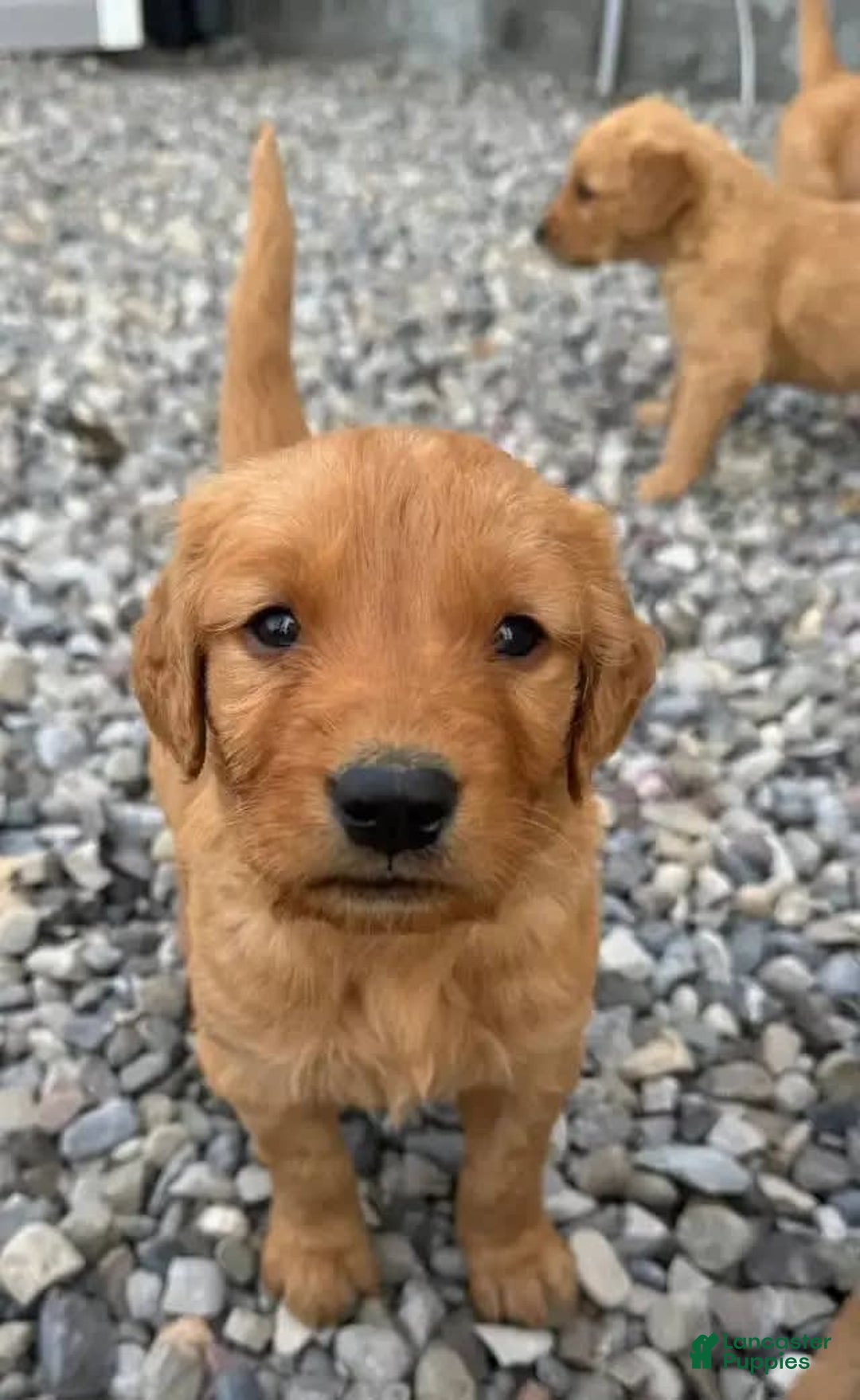 Golden Retriever dogs for sale: Hana - Image 2