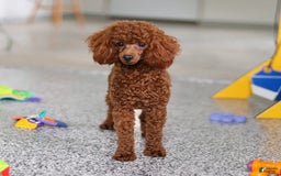 Miniature Poodle dogs for sale: Dax - Image 7