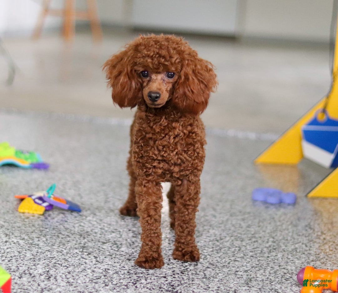 Miniature Poodle dogs for sale: Dax - Image 7
