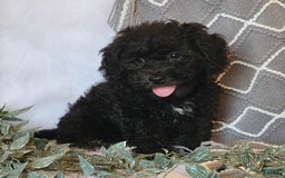 Cockapoo dogs for sale: Royal - Image 5