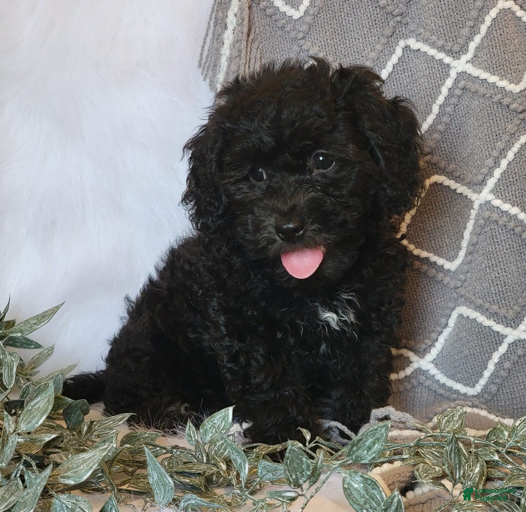 Cockapoo dogs for sale: Royal - Image 5