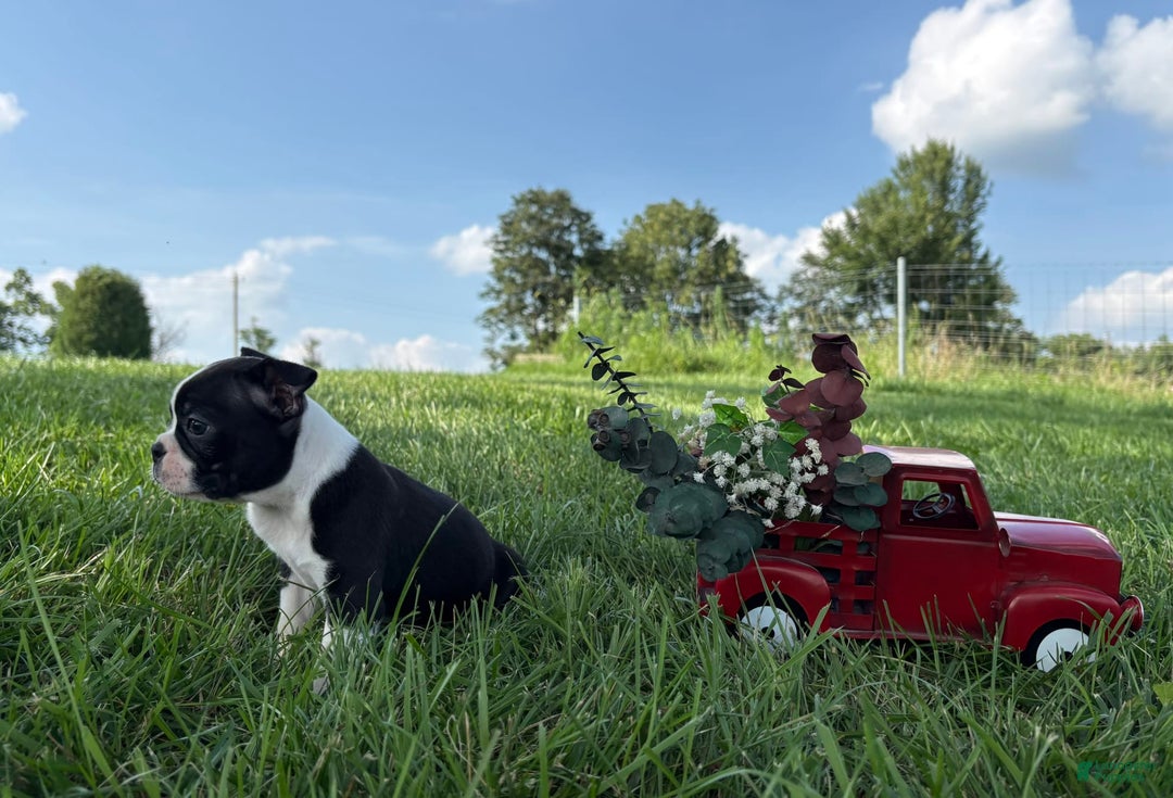 Boston Terrier dogs for sale: Lance - Image 3
