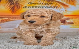 Standard Poodle dogs for sale: George Jefferson - Image 8