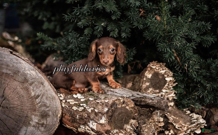 Dachshund dogs for sale - Ad 3