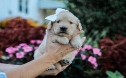 Golden Retriever dogs for sale: Marita - Image 2