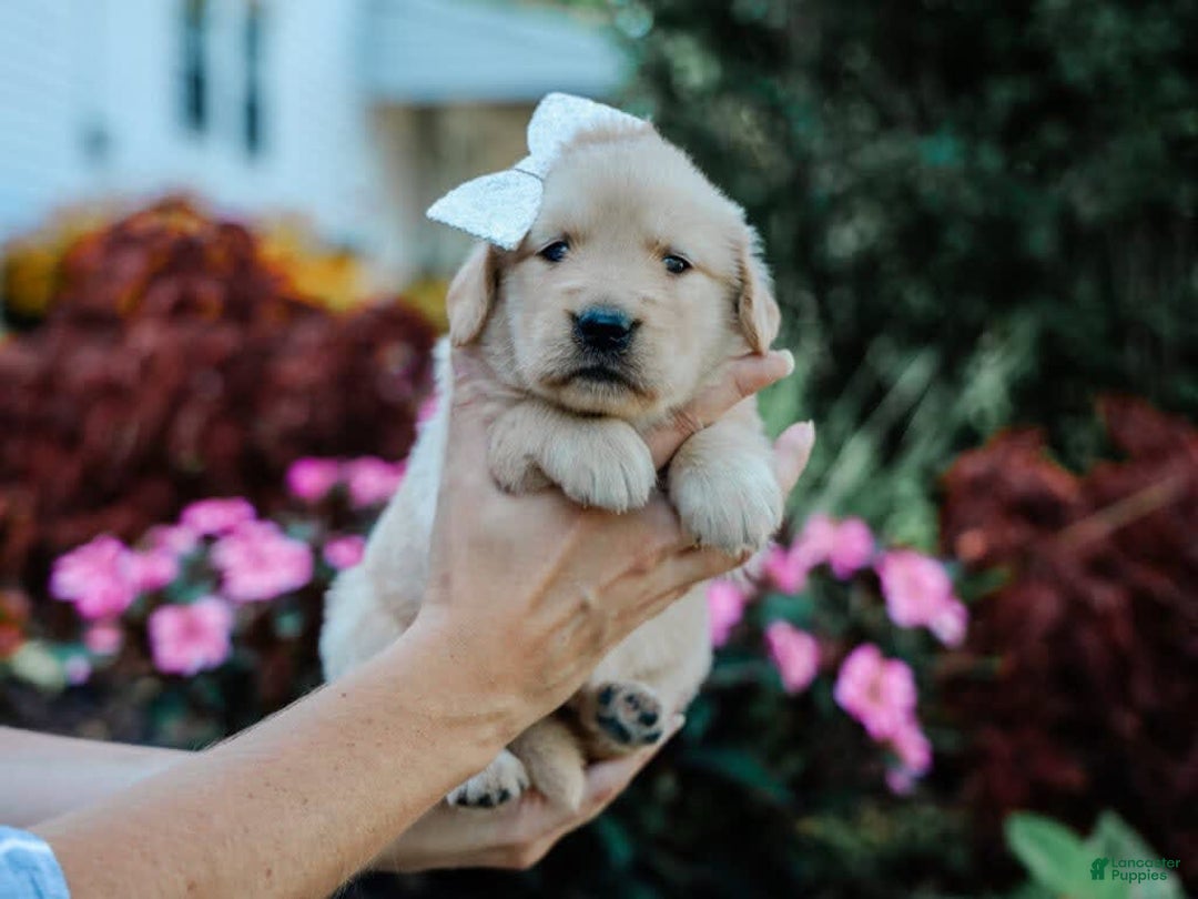 Golden Retriever dogs for sale: Marita - Image 2
