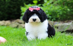 Sheepadoodle dogs for sale: Cora - Image 6