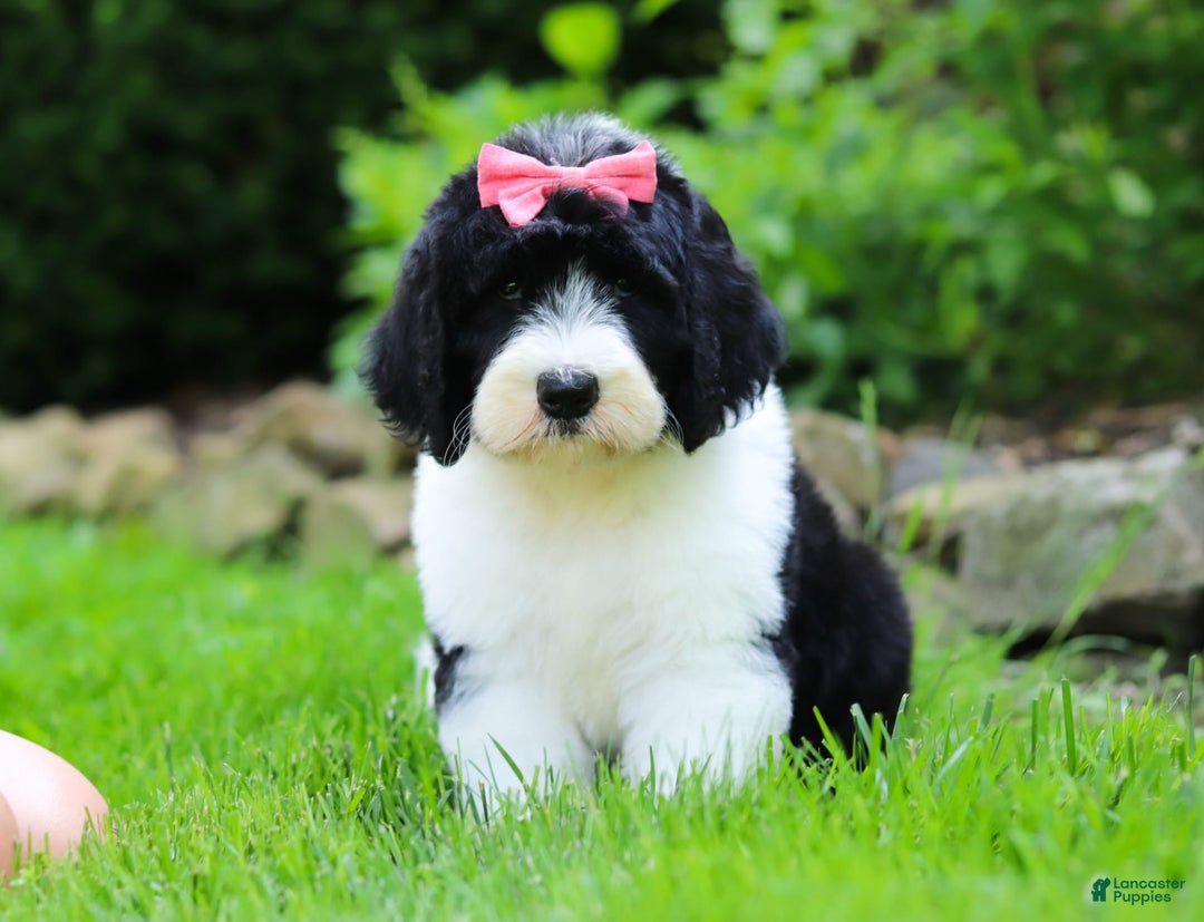 Sheepadoodle dogs for sale: Cora - Image 6