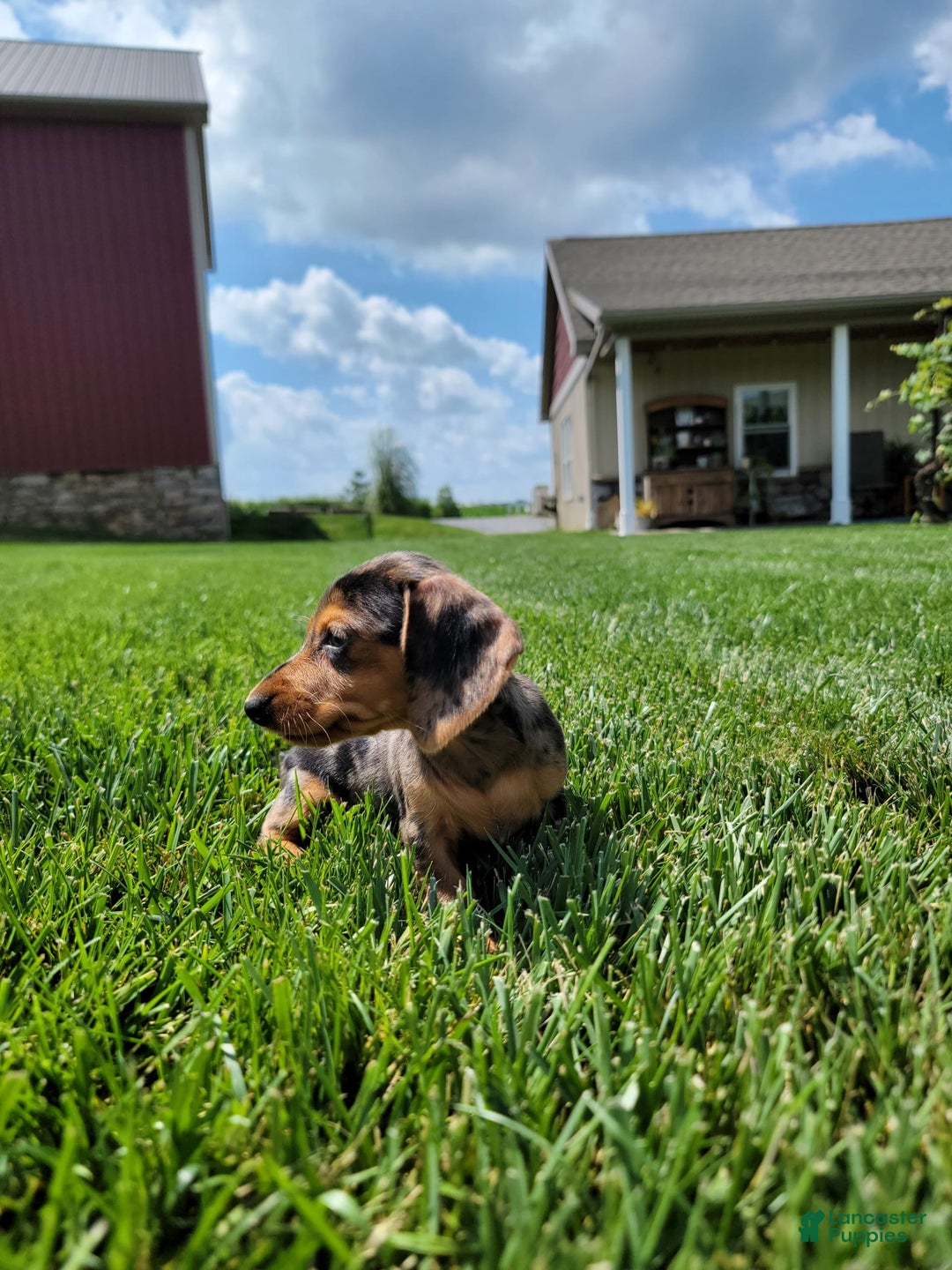 Dachshund dogs for sale: Jennifer - Image 4