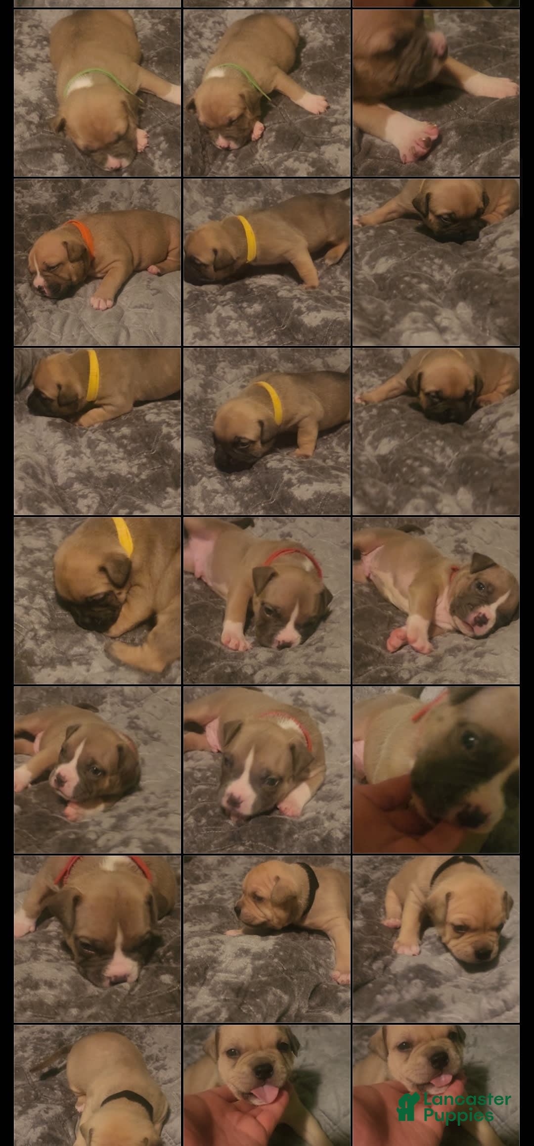American Bully dogs for sale: National Champion Jack - Image 9